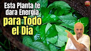 ✅ LOS INCREIBLES SECRETOS DE LA GUAYUSA LA PLANTA QUE TE ACTIVA PARA TODO EL DIA ✅