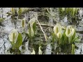 水芭蕉群生地『網走市呼人（よびと）』