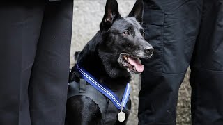 Service dog awarded in UK for bravery