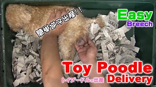 【Easy-B】Toy Poodle Delivery 「EASY BREECH BIRTH」｜【安産・逆子】トイプードルの出産「簡単逆子出産」〈4437702〉