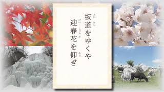 テレビ愛媛「きょうの俳句」「坂道をゆくや迎春花を仰ぎ」前澤宏光作　2017年2月20日放送（No.034）