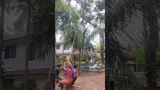 കൊമ്പ് ഒടിഞ്ഞ് ഇപ്പൊ വീണേനെ.മാങ്ങ പറിക്കാൻ ഉള്ള ഓരോരോ കഷ്ടപാടുകളെ..#shorts  #viralvideo #shortvideo