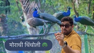 मोरांची अद्भुत दुनिया – मोराची चिंचोली प्रवासवृत्तांत | Morachi chincholi- One day trip from Pune