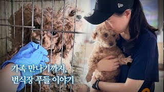 평생 갇혀 살던 '번식장 푸들', 입양자 품에 안기자 보인 반응 | 모스 EP.3