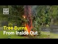 Lightning Bolt Sets Tree on Fire in Hawaii #Shorts