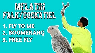 CARA MELATIH FALK/COCKATIEL ( FTM, BOOMERANG, FREE FLY)