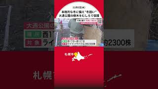 大通公園で恒例の“冬囲い”作業スタート 本格的な冬の到来に備え ライラックやバラ2300株を雪の重みから保護 作業は11月20日ごろまで 北海道札幌市