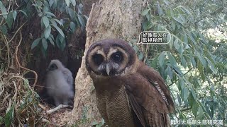 褐林鴞寶寶離巢的時候整隻都是白色? 稀有小鼯鼠竟然是主食之一? 屏東褐林鴞育雛全紀錄