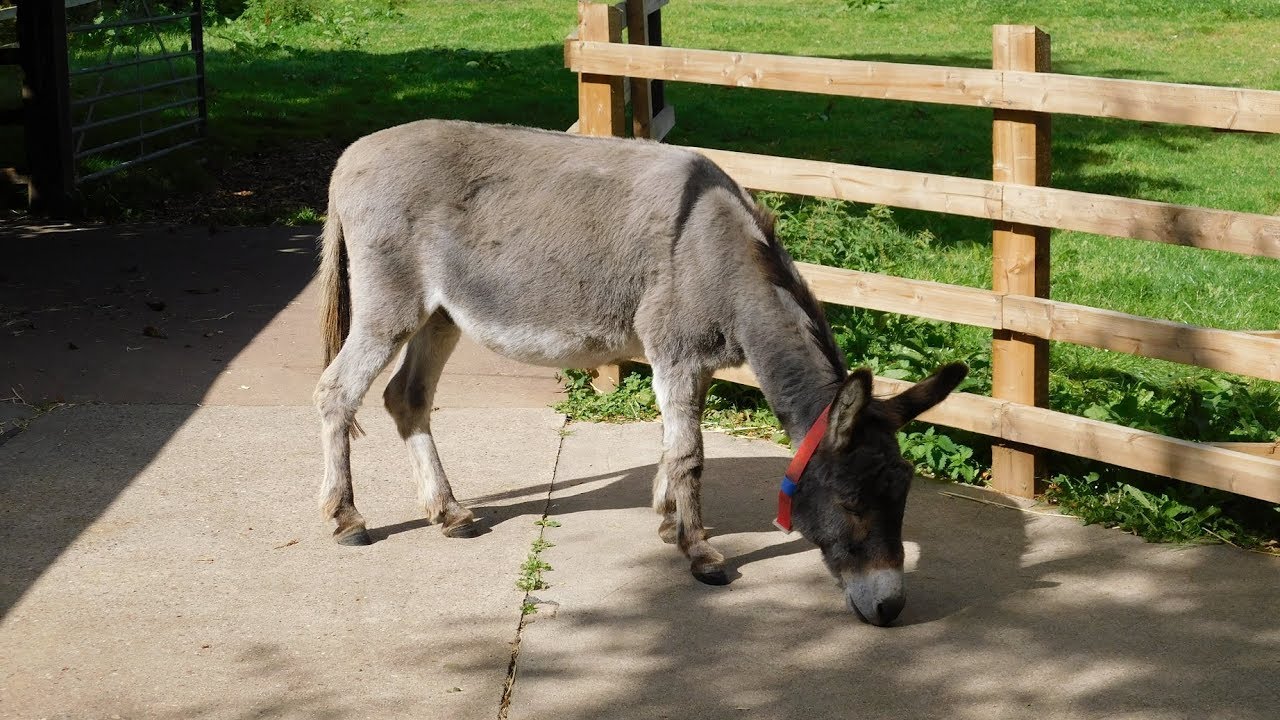 The Donkey Sanctuary, Devon! (2019) - YouTube