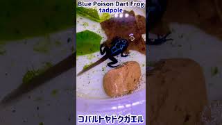 コバルトヤドクガエルのオタマが青くなってきた🐸