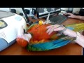 soppy tame hand reared rare hybrid jubilee macaw