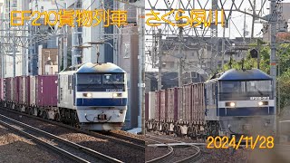 【貨物列車】さくら夙川 2024/11/28【桃太郎】