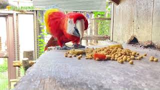 【東山動植物園公式】アカコンゴウインコのお食事《 アカコンゴウインコ　コンゴウインコ　インコ　鳥 》