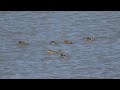 먹이활동 중인 넓적부리들 northern shovelers foraging spatula clypeata