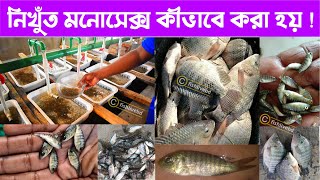 নিখুঁত মনোসেক্স তেলাপিয়া মাছের পোনা কীভাবে উৎপাদন প্রক্রিয়ার ধাপ ||