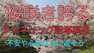 桜咲き誇るチャネリング誘導瞑想