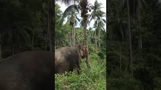 excavator vs gajah siapa lebih kuat