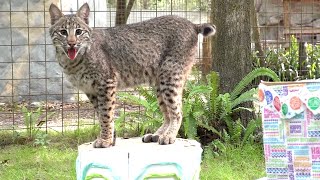 Top 10 Cutest Moments With Flint Bobcat