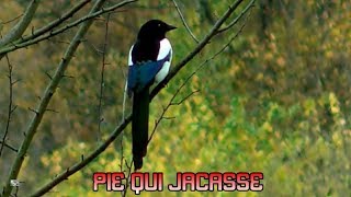 PIE qui JACASSE- Cri de la PIE BAVARDE