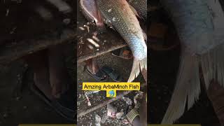 የአርባምንጭ አስገራሚ የአሳ ምርት 🦈🐟 #ethiopia #viralvideo #viral #ኢትዮጵያና_ሱዳን #ኢትዮጵያዊነት #ሀበሻቲክቶክ #youtubeshorts