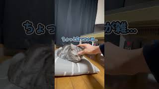 枕でくつろぐ猫の額を揉む #shorts