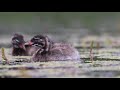 perkozek tachybaptus ruficollis little grebe