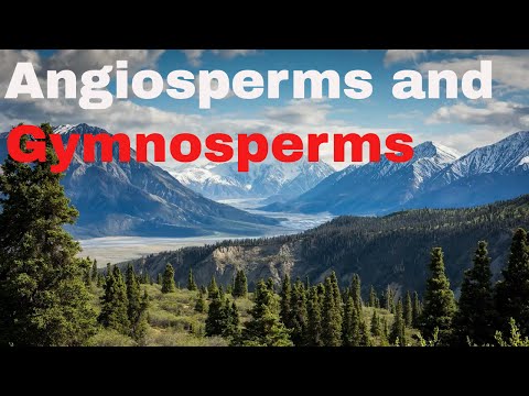 Is a conifer tree a gymnosperm or angiosperm?