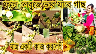 এখনো লেবু গাছে ফুল না এলে এই কাজটি করুন খুব তাড়াতাড়ি ফুল আসবে। #roofgarden #gardening #garden