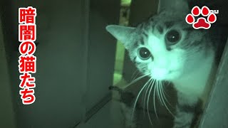 暗闇の猫部屋、猫たちは何をしているのか【瀬戸の三毛猫日記】