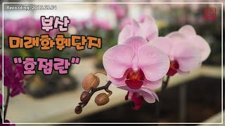 [미래화훼단지] 부산 최대 화훼시장 난초 코너의 호접란 (Phalaenopsis Orchid)   [화이 난초 이야기]