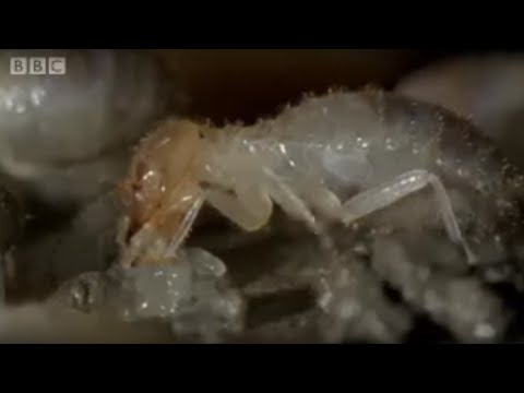 Termite World - Life in the Undergrowth - BBC Attenborough Termite World - Life in the Undergrowth - BBC Attenborough
