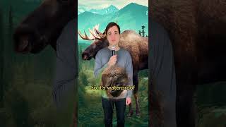 All I think about is moose #comedy #music #parody of #heatwaves by #glassanimals