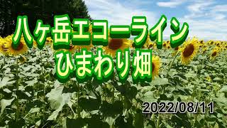 八ヶ岳エコーラインのひまわり畑は約2万本で見ごろです！