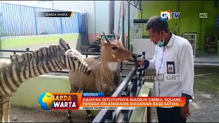 MADIUN - Dampak Ditutupnya Madiun Umbul Square, Hingga Kelangkaan Makanan Bagi Satwa