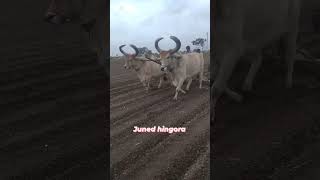 વાગડીયા બળદ ની વાવણી ની મોજ. હા મોજ હા #farmingreallifevideo #viral #status #shorts #khedut #oxlover