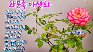 {화분속 야생화} 010-4114-9924#신닌기아7종#무늬베고니아7종#겹꽃비비추#청수국#영국장미 #청사초롱#설란#털동자