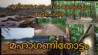 മഹാഗണി തോട്ടം Mahogany Thottam Mahagony Thottam Bahubali Pulimurugan Movie Location Mulamkuzhi