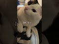 しつこいと怒る猫　persistent and angry cat