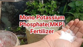 Applied Mono Potassium Phosphate (MKP) fertilizer to Black Sapote  Ep.72