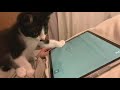 ipadの猫用アプリで遊ばせてみた！