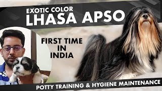 Exotic Color Lhasa Apso | Basic Hygiene Maintenance and Potty Training of Lhasa Apso @disariroy6258