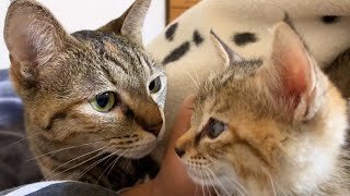 本日から先住猫と柴犬の部屋へ！子猫大はしゃぎ♥ Kitten moves happily in the room