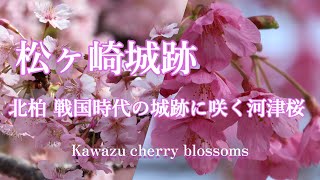 松ヶ崎城跡 戦国時代の城跡に咲く河津桜 2024年3月7日/Kawazu cherry blossoms at Jogasaki Castle ruins/4K