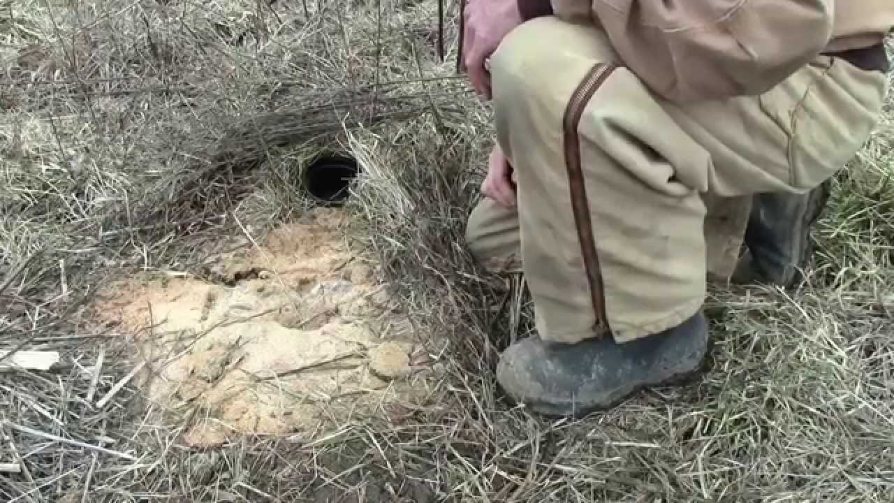 Homemade Coyote Trapping Bait Homemade Ftempo