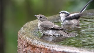 権現山バードサンクチュアリのエゾビタキの水浴び　その８（4K60P動画）