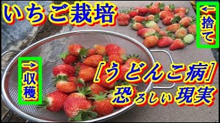 【家庭菜園】いちご栽培5月 [うどんこ病]との共存を目指し[粘ったが(-_-;)]