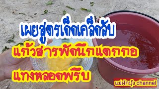 เผยสูตรเด็ดเคล็ดลับ !!! แก้วสารพัดนึก แตกหน่อ แทงหลอด เพียบ กอใหญ่ใบเข้ม by แม่ปาน