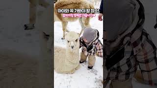 아이와 꼭 가봐야 할 이곳은?💗 #shorts #alpacaworld