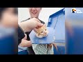 crying kitten was stuck in a dumpster the dodo