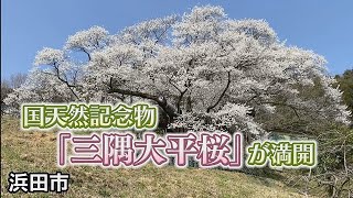 国天然記念物「三隅大平桜」が見頃　浜田市